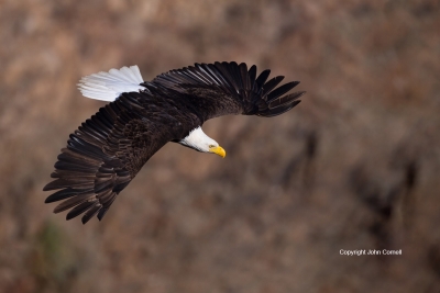 Bald-Eagle;Eagle;Flying-Bird;Haliaeetus-leucocephalus;Oregon;Photography;Smith-R
